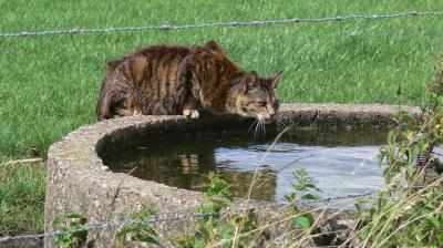 enge poes